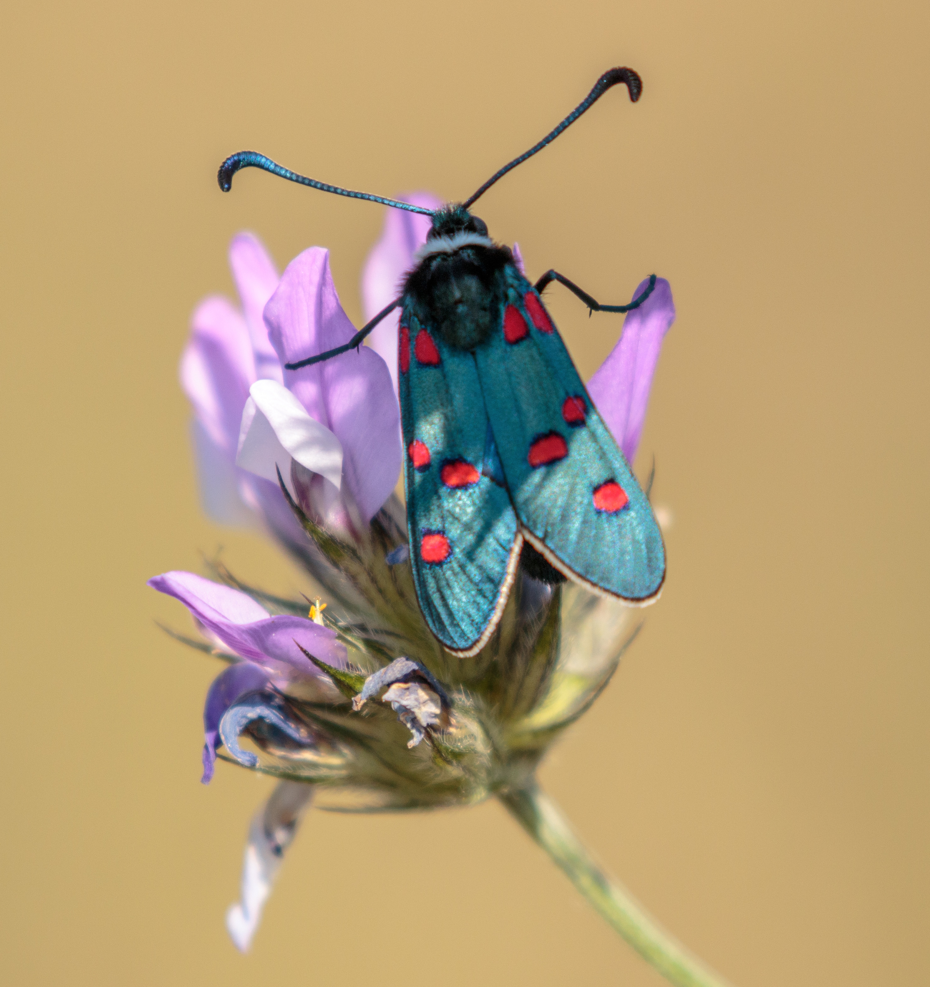 Miniature